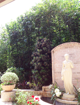 
 Houston bamboo tall hedge for privacy screen